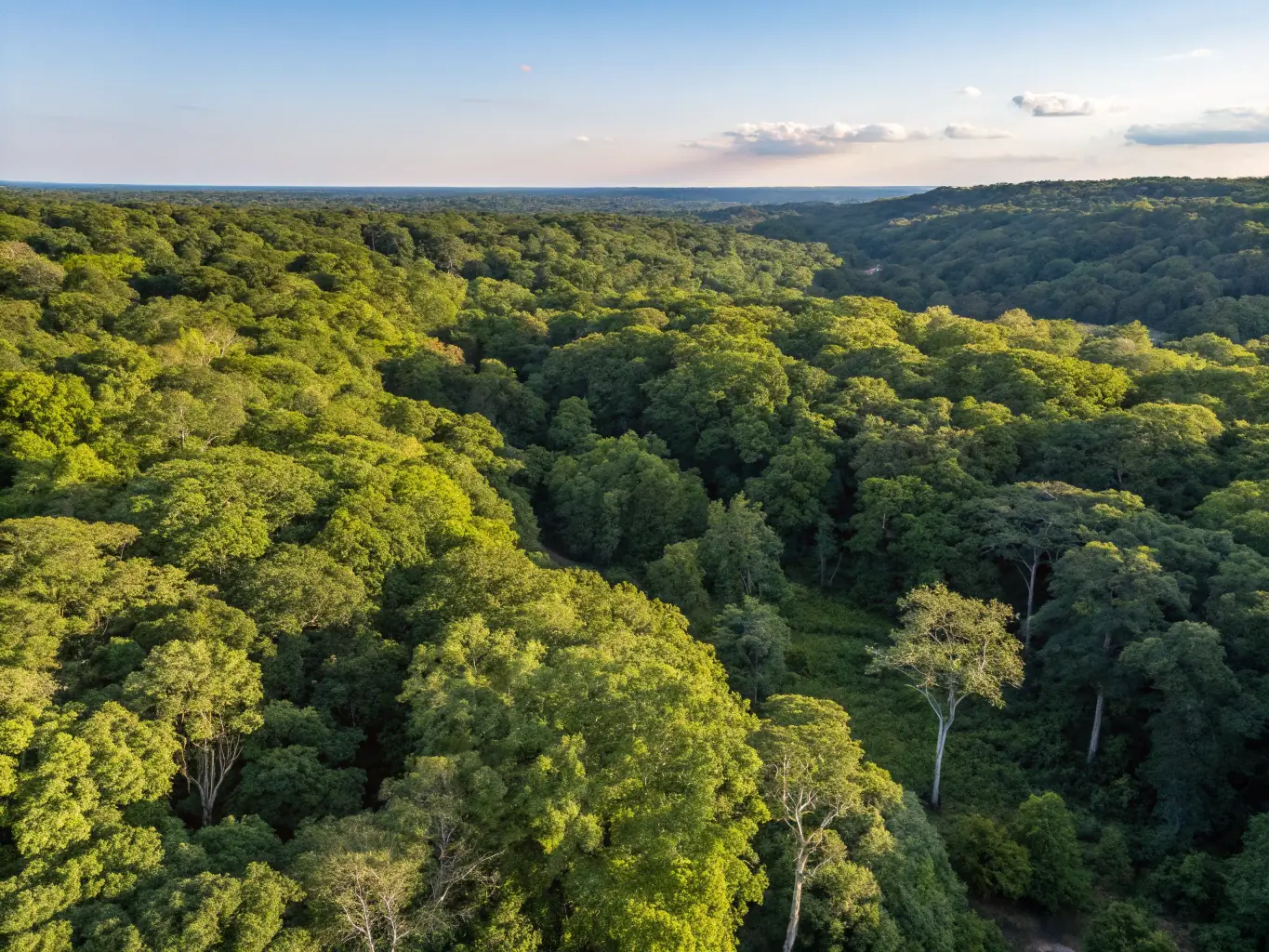 A scenic view of a well-managed forest, showcasing healthy trees and diverse plant life, symbolizing the success of sustainable forestry practices.