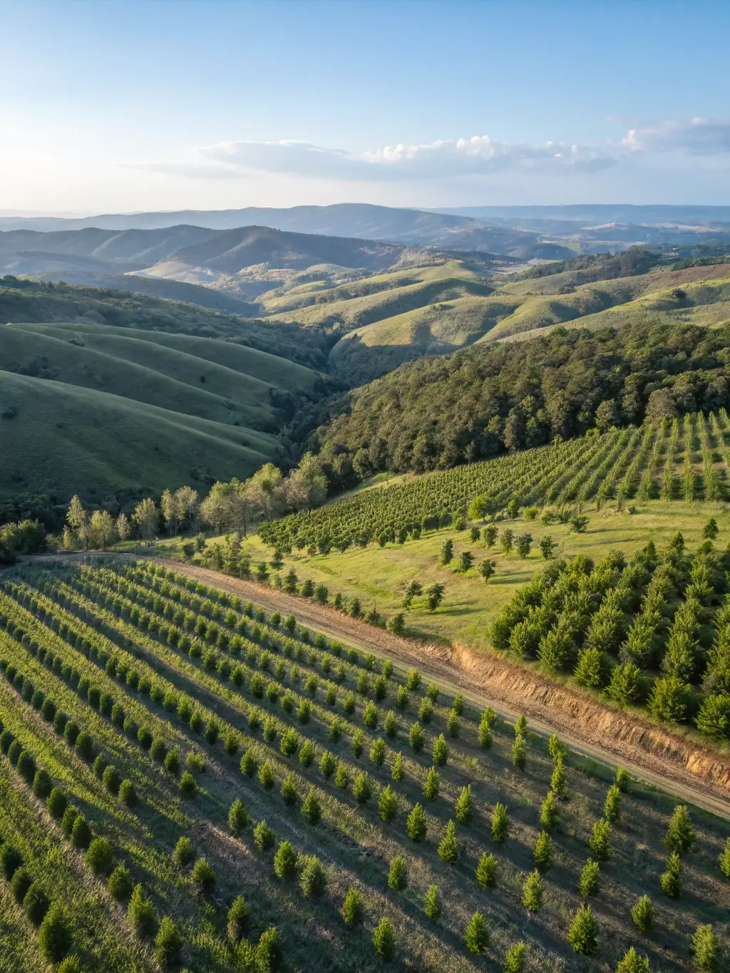 A photo of a newly planted forest area, illustrating reforestation efforts and the commitment to long-term forest health and carbon sequestration.